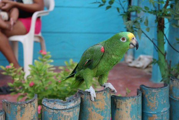 ¿Cuáles son las mejores estrategias para introducir un nuevo pez en un acuario ya establecido?