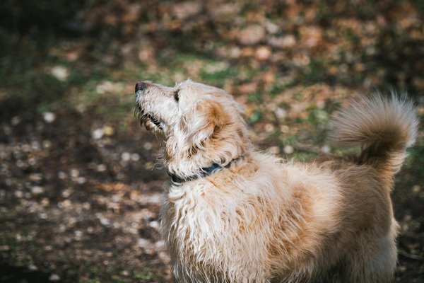¿Qué factores considerar al elegir un spa o servicio de grooming para tu gato?