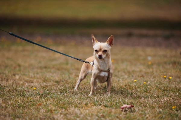¿Cómo puedo proteger a mi perro de peligros comunes en el hogar?